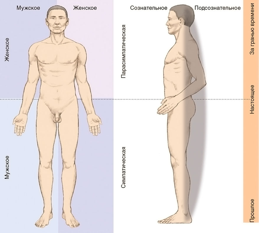 Нервная система