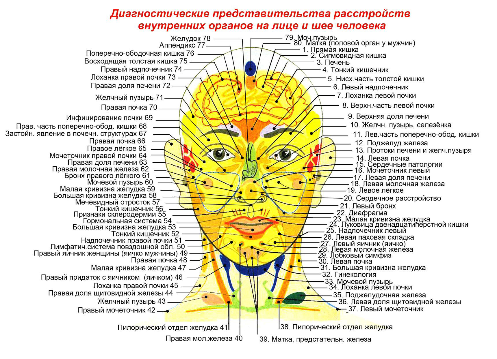 Лицо. Диагностические представительства и проекции (проекционные зоны, зоны монопунктуры) расстройств внутренних органов на лице