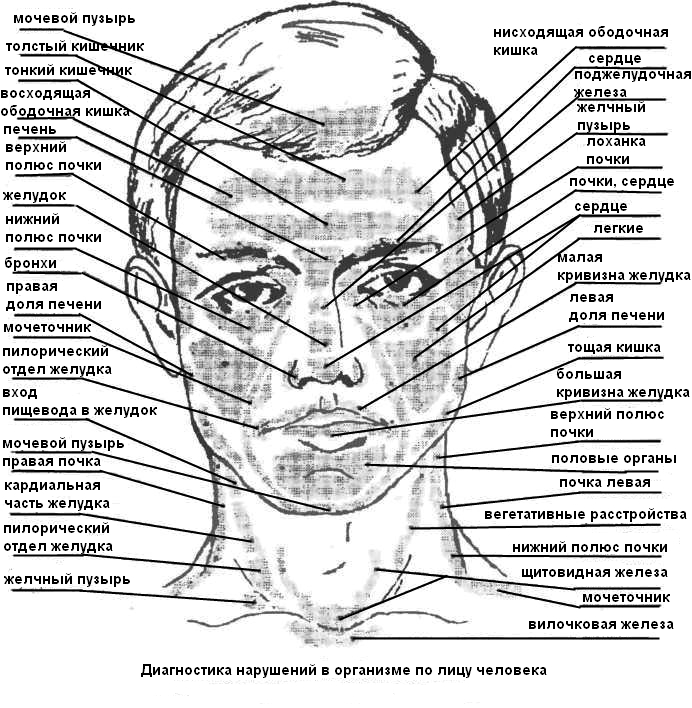 Лицо. Диагностические представительства и проекции (проекционные зоны, зоны монопунктуры) расстройств внутренних органов на лице