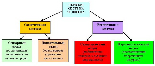 Нервная система
