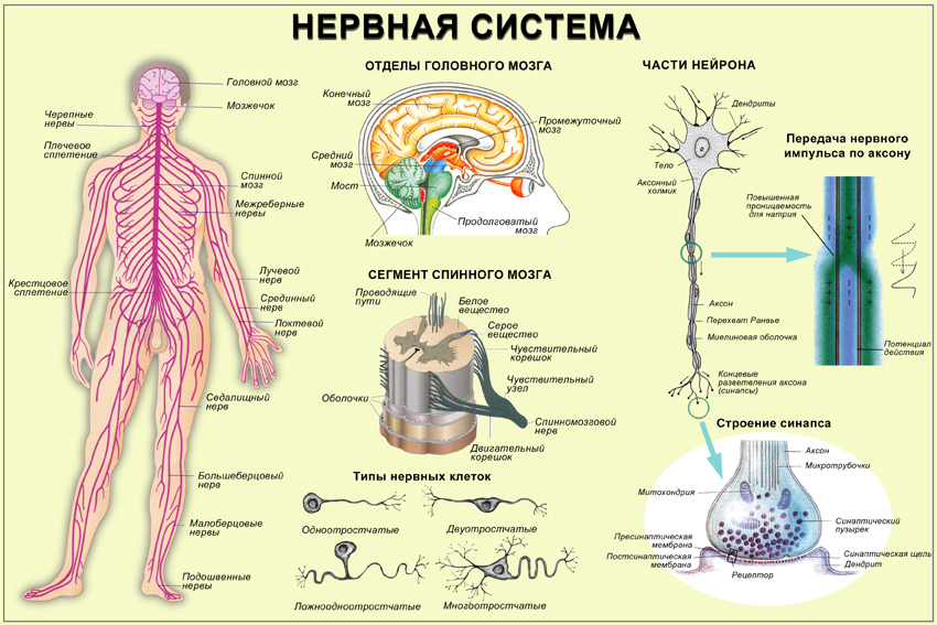 Нервная система