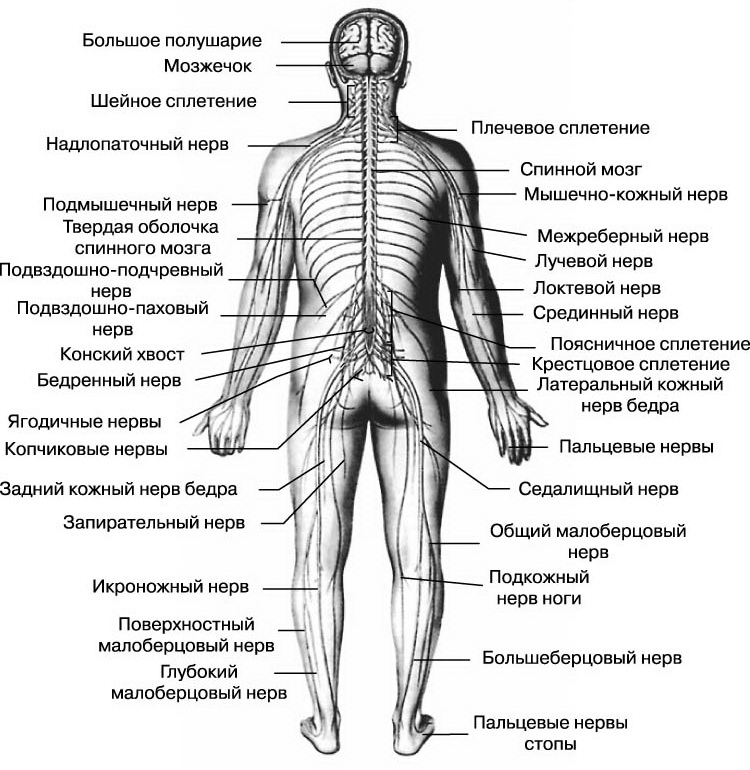 Нервная система