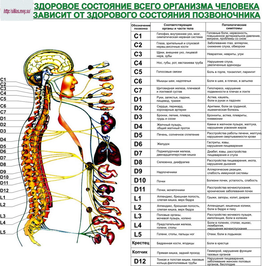 Позвоночник. Диагностические представительства и проекции (проекционные зоны, зоны монопунктуры) расстройств внутренних органов на позвоночнике