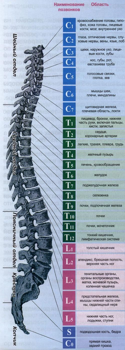 Позвоночник. Диагностические представительства и проекции (проекционные зоны, зоны монопунктуры) расстройств внутренних органов на позвоночнике