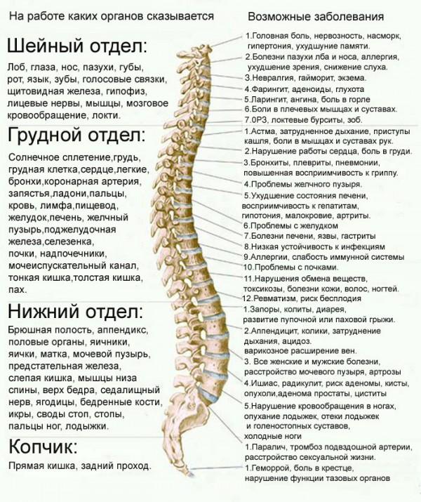 Позвоночник. Диагностические представительства и проекции (проекционные зоны, зоны монопунктуры) расстройств внутренних органов на позвоночнике