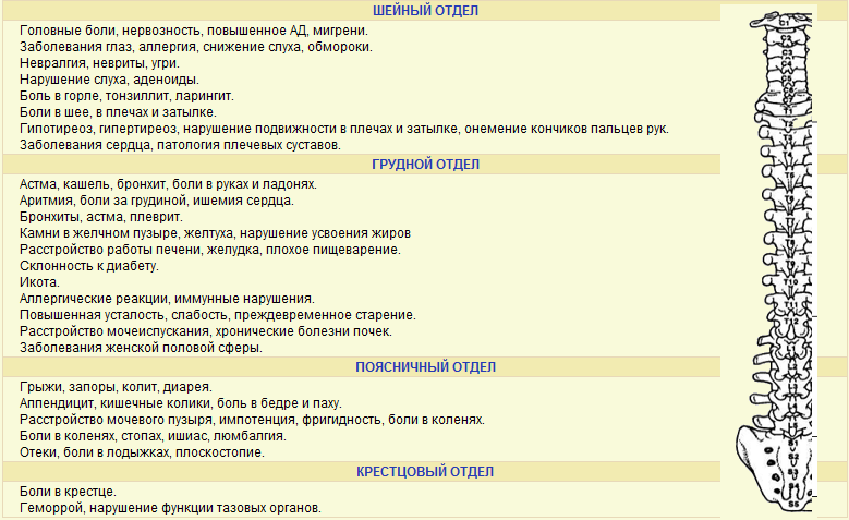 Позвоночник. Диагностические представительства и проекции (проекционные зоны, зоны монопунктуры) расстройств внутренних органов на позвоночнике