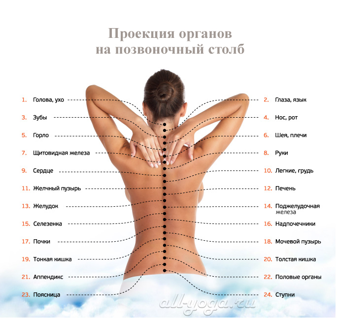 Позвоночник. Диагностические представительства и проекции (проекционные зоны, зоны монопунктуры) расстройств внутренних органов на позвоночнике