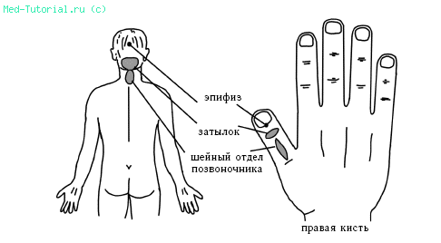 Руки. Диагностические представительства и проекции (проекционные зоны, зоны монопунктуры) расстройств внутренних органов на руках