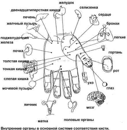 Руки. Диагностические представительства и проекции (проекционные зоны, зоны монопунктуры) расстройств внутренних органов на руках