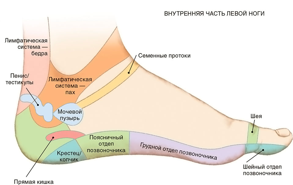 Стопы. Диагностические представительства и проекции (проекционные зоны, зоны монопунктуры) расстройств внутренних органов на стопах