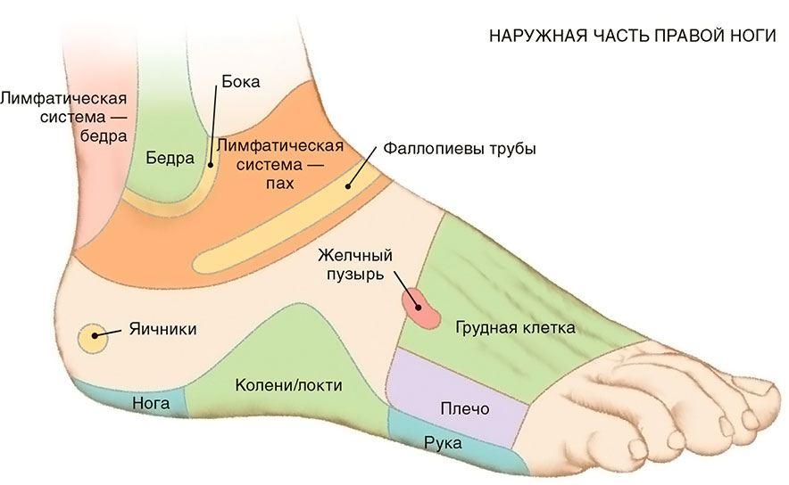 Стопы. Диагностические представительства и проекции (проекционные зоны, зоны монопунктуры) расстройств внутренних органов на стопах