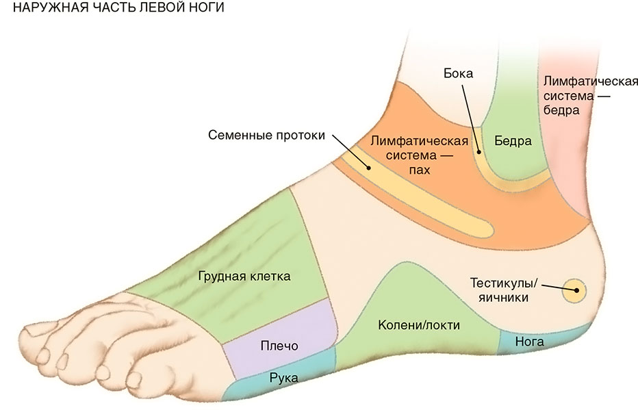 Стопы. Диагностические представительства и проекции (проекционные зоны, зоны монопунктуры) расстройств внутренних органов на стопах